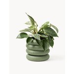 Green Flower Pot (Rudi)