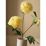 Tehislill Peony (Botané)