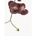 Tekokukka Grand Orchid (botané)