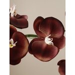 Tekokukka Grand Orchid (botané)