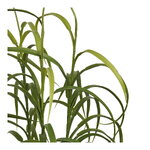 Tekokasvi Grass (House Nordic)