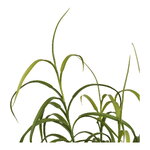 Tekokasvi Grass (House Nordic)
