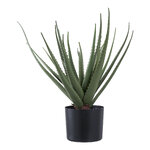 Kunsttaim (Aloe Vera)