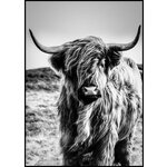 Musta Raamiga Seinapilt Highlander (Malerifabrikken) 30X40