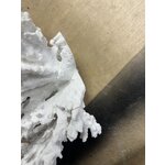 Декоративный коралл (ww) отличается от оригинала