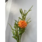 Dekoratyvinis augalas chrizantema (jolipa) su grožio defektu