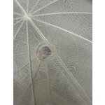 Vaaleanbeige kattovalaisin (beau) kosmeettisella virheellä