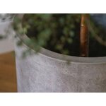 Puķupods halija (mikadoni)