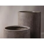 Puķupods halija (mikadoni)