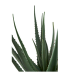 Keinotekoinen kasvi (aloe vera) ehjä