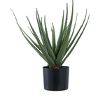 Kunsttaim (Aloe Vera)