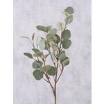 Eucalyptus for decoration (boltze)