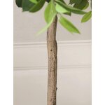 Kunsttaim Money Tree (botané)