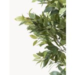 Kunsttaim Money Tree (botané)