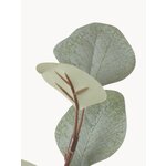 Eucalyptus for decoration (boltze)